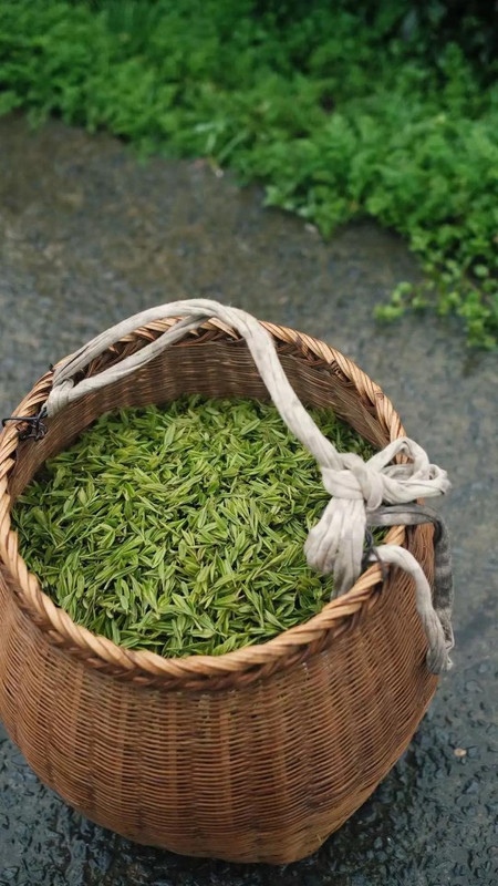 Classification of Chinese Yellow Tea Classification of Chinese Yellow Tea