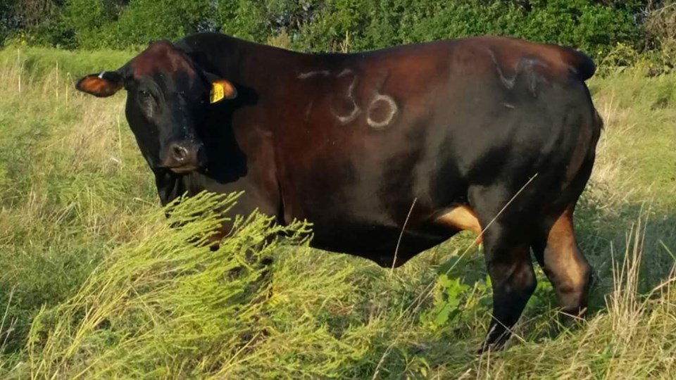 WCCC Yona Y736