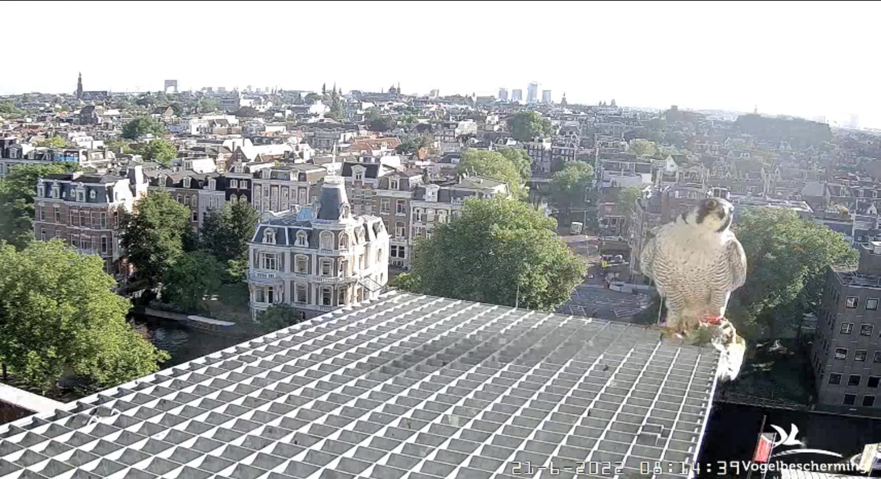 Amsterdam/Rijksmuseum screenshots © Beleef de Lente/Vogelbescherming Nederland - Pagina 30 Video-2022-06-21-081821-Moment-4