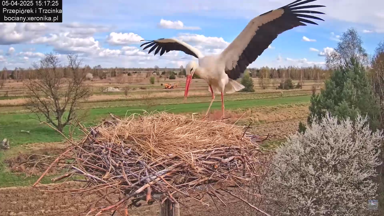 05042025paresekundwgniezdzie_5