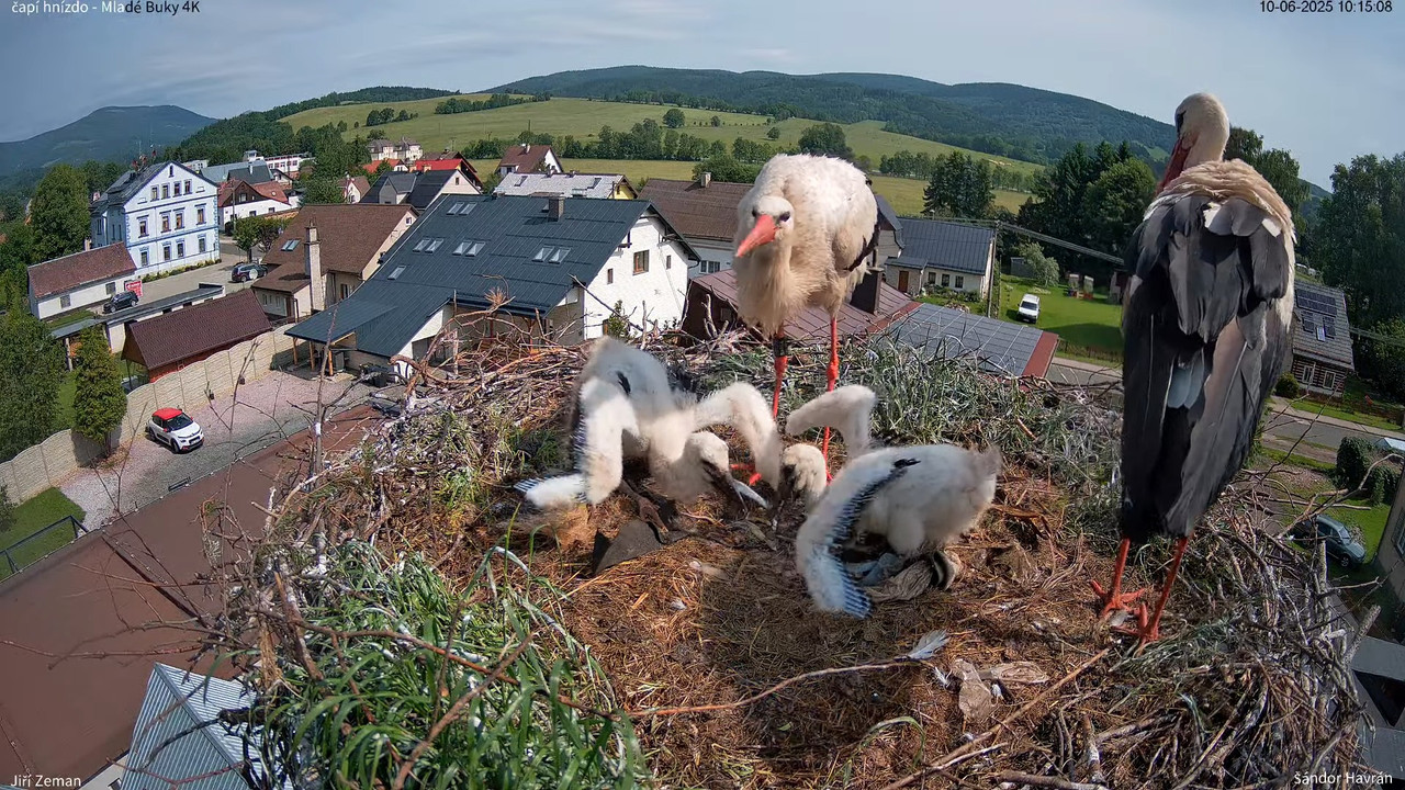 Tiešraides kamera — Mladé Buky — stārķa ligzda 4K 12-58-28 screenshot