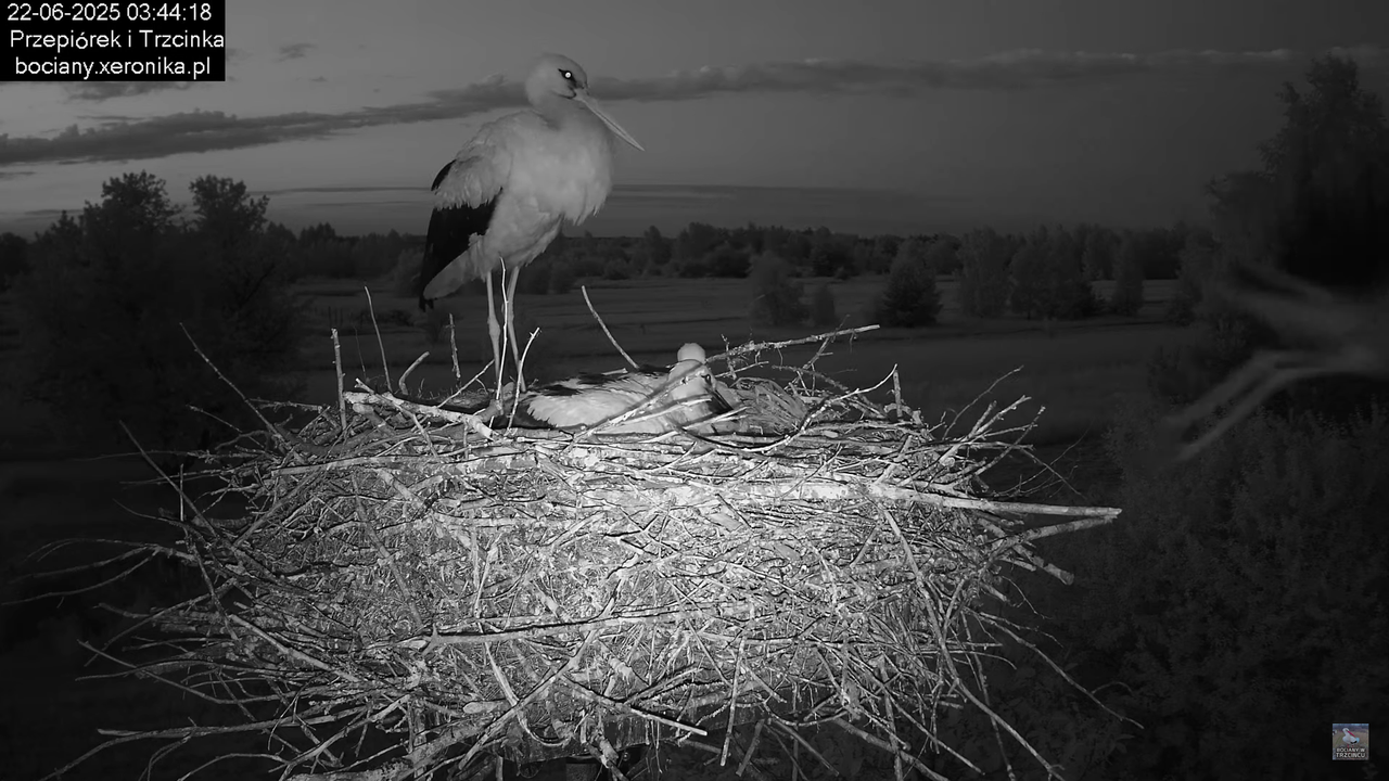 22062025bociany1