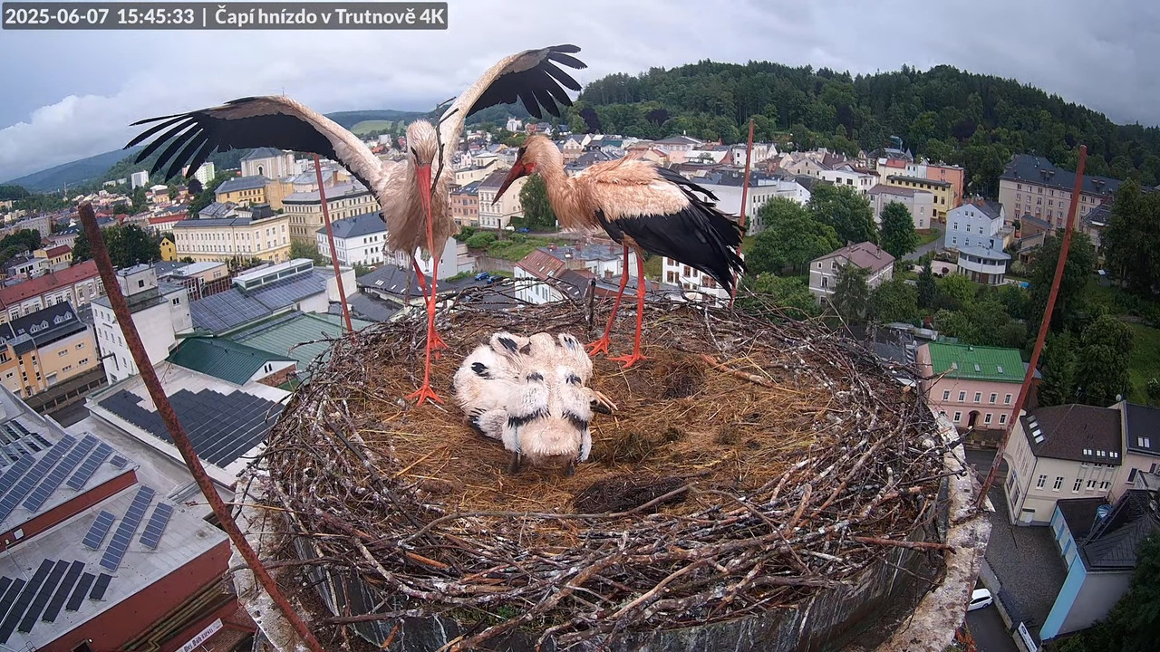 Tiešraide no stārķa ligzdas uz alus darītavas skursteņa Trutnovā 13-26-34 screenshot