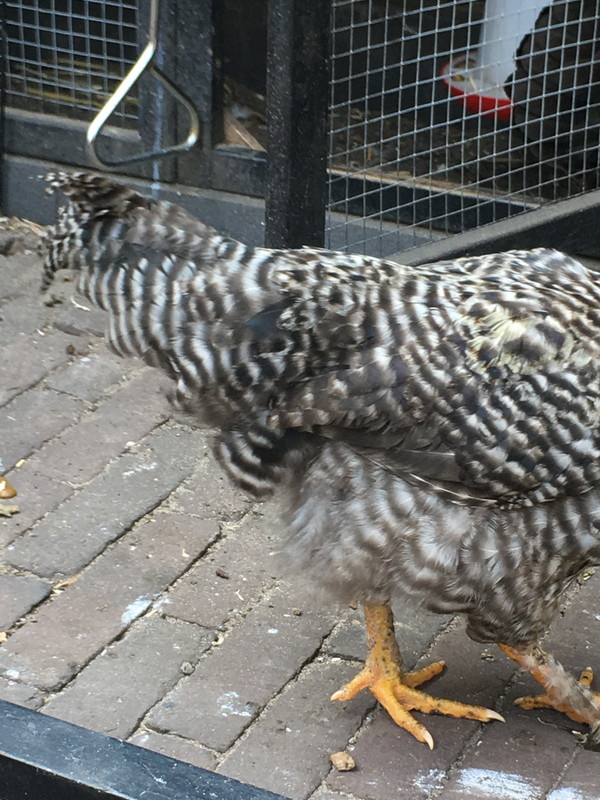 52FCF231-504B-44C3-88FA-48BD6550458B