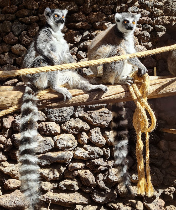 Gran Canaria: una paleta de colores - Blogs de España - Cocodrilo Park - Playa del Inglés - Arucas - Firgas (4)
