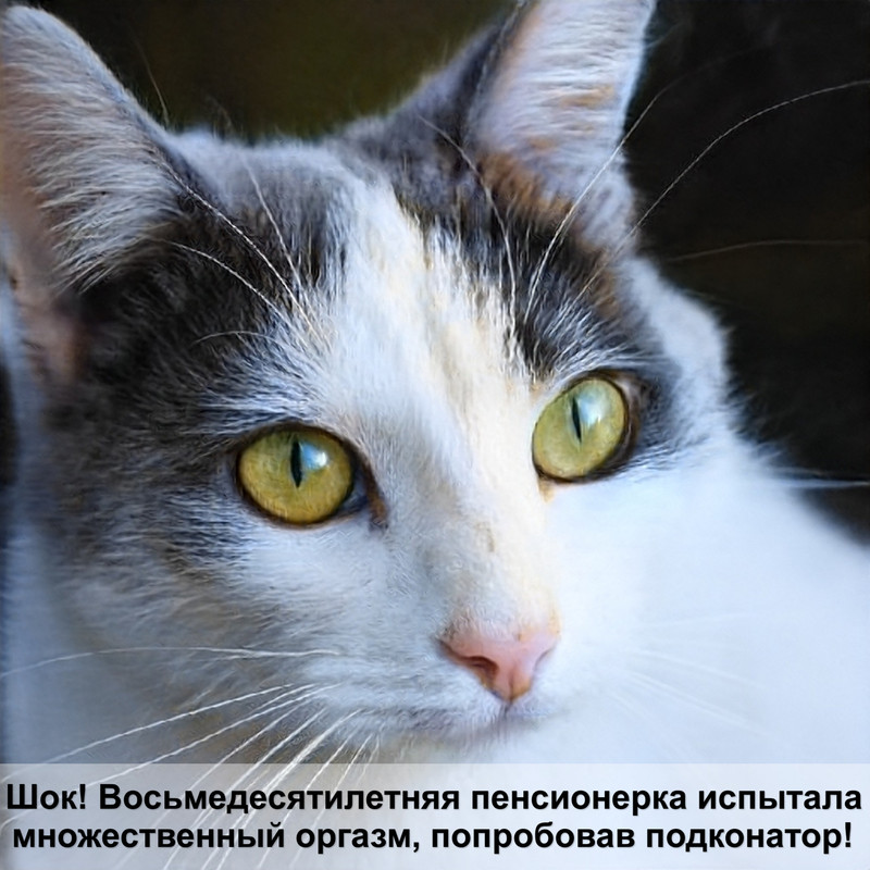 шотландская кошка окрас шиншилла