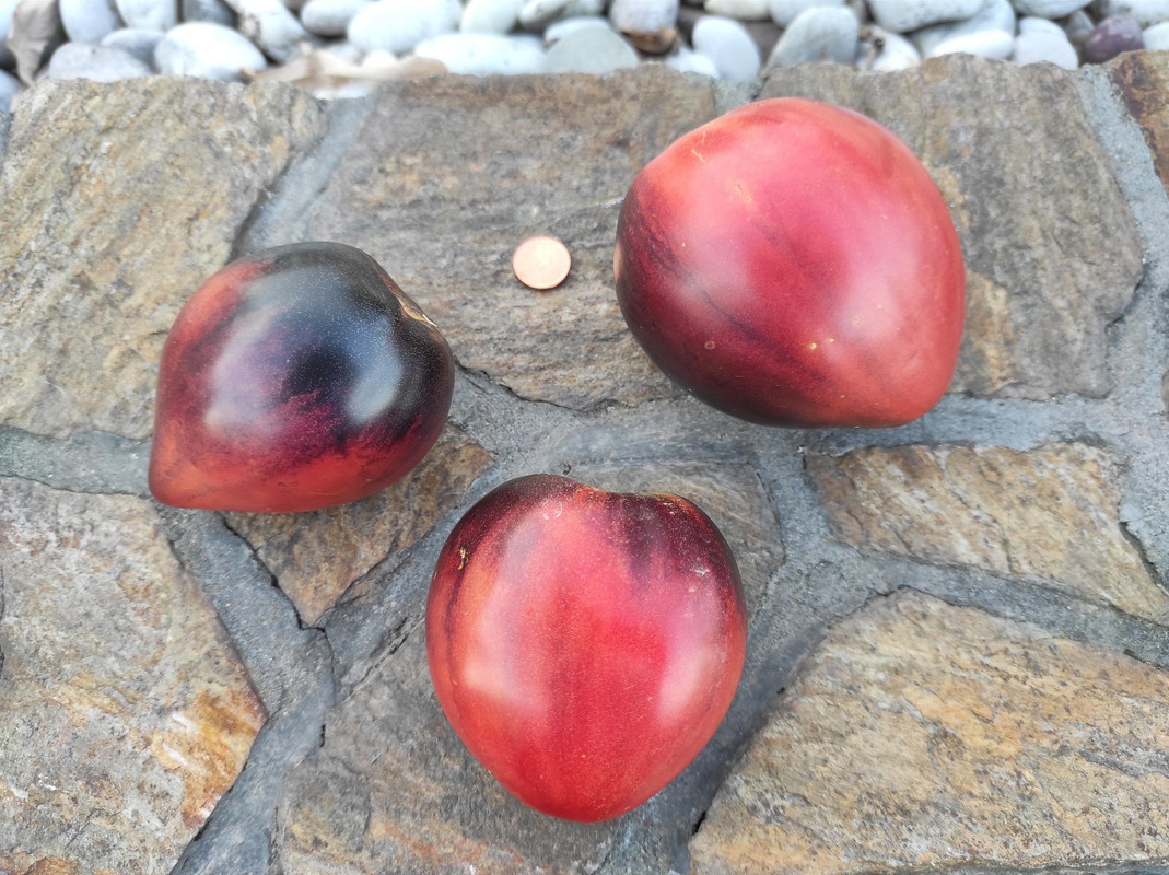 547644102_24556311627321205_4962795353307589663_n