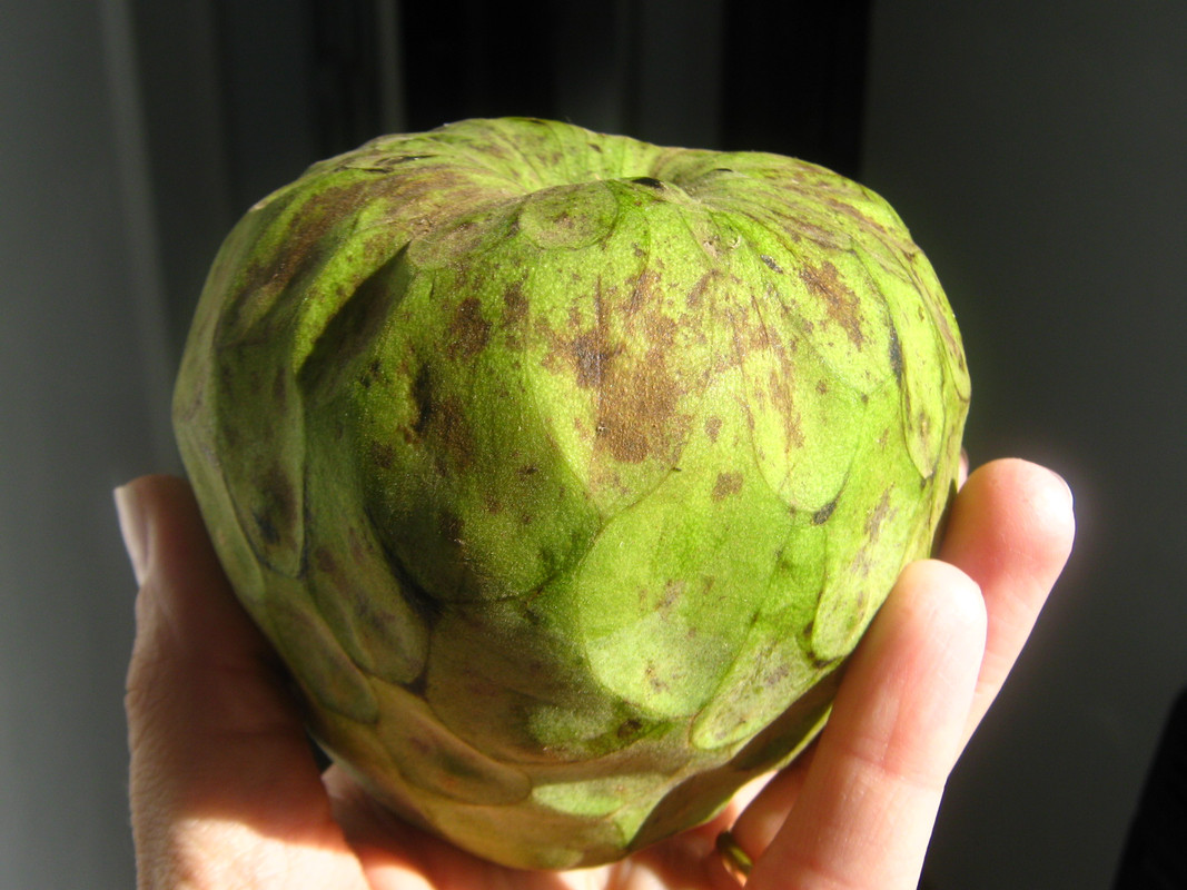 chirimoya_-la-salida-chile-20141010T094022