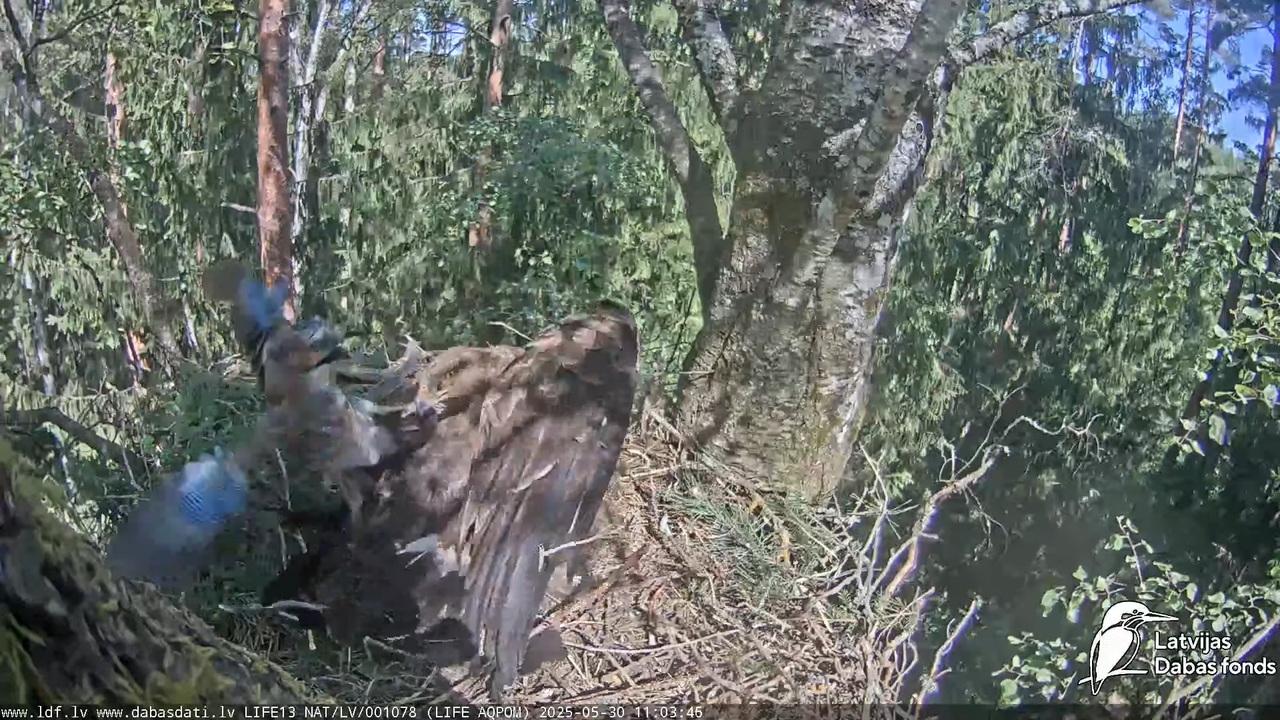 Mazais ērglis (Clanga pomarina), ligzda bērzā 12-55-41 screenshot