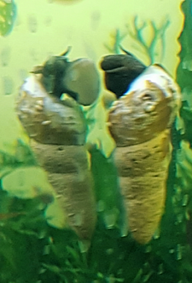 Dornkeilschnecke2.png