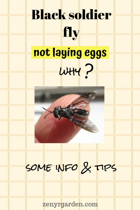 black-soldier-fly-not-laying-eggs-why-pin.jpg