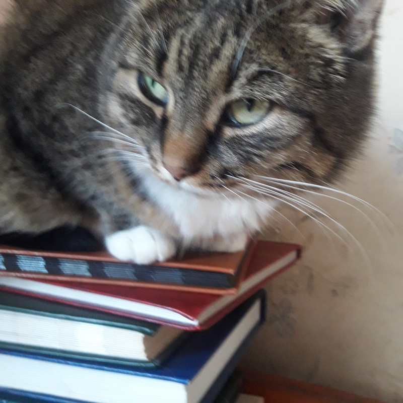 482809731 645176308223931 8795144862992814127 n