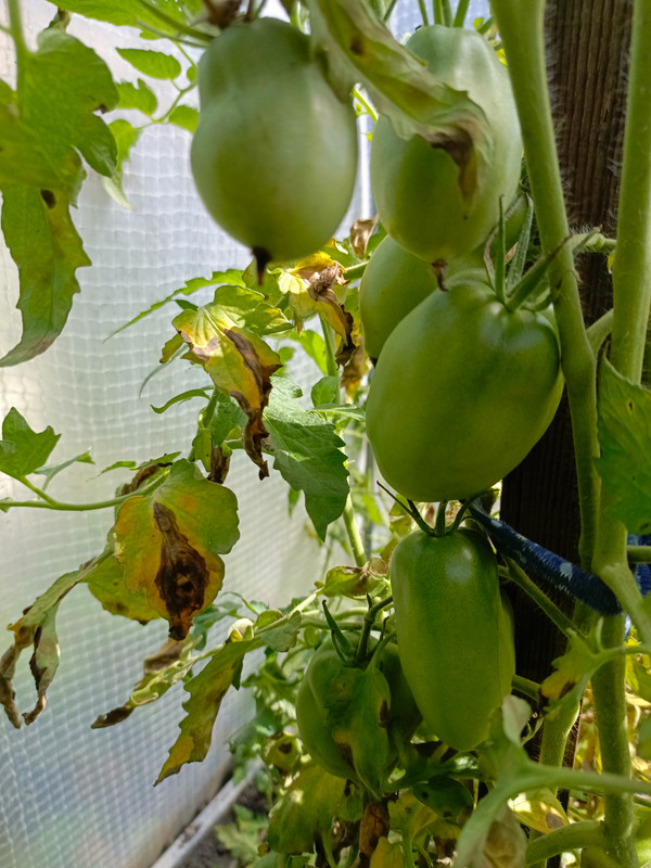 IMG_20240810_105921_236