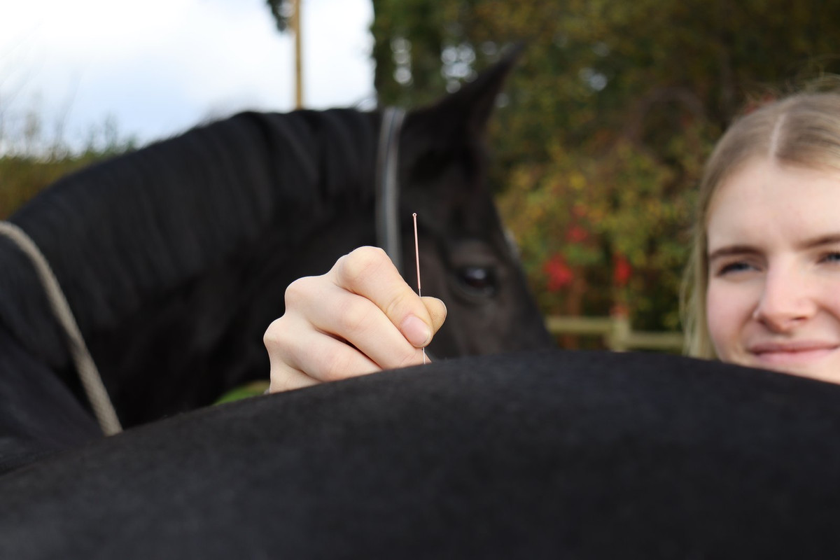 Pferd beim Reiten