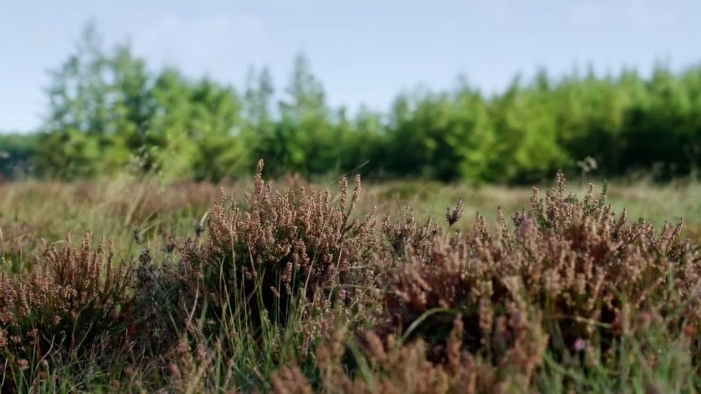 [Image: 87i8uqis7zff.jpg]