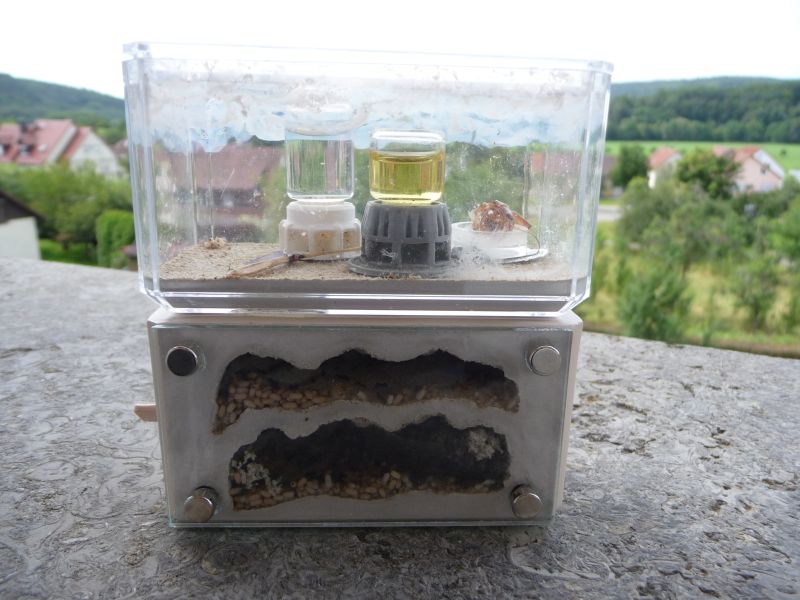 1807-Lasius1.jpg