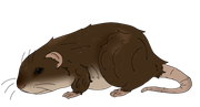 Vole drawings