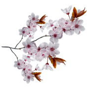 Winter-White-Elements-116