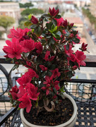 Mi azalea en plena floración PXL-20240309-084951768-2