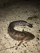 4CCE9F37-3507-43CB-B1EF-1EB14ABFCB31