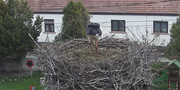 Kép