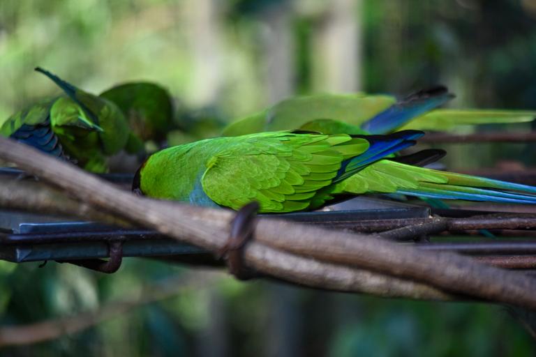В джазе только девушки или аргентинско-бразильский калейдоскоп В джазе только девушки или аргентинско-бразильский калейдоскоп