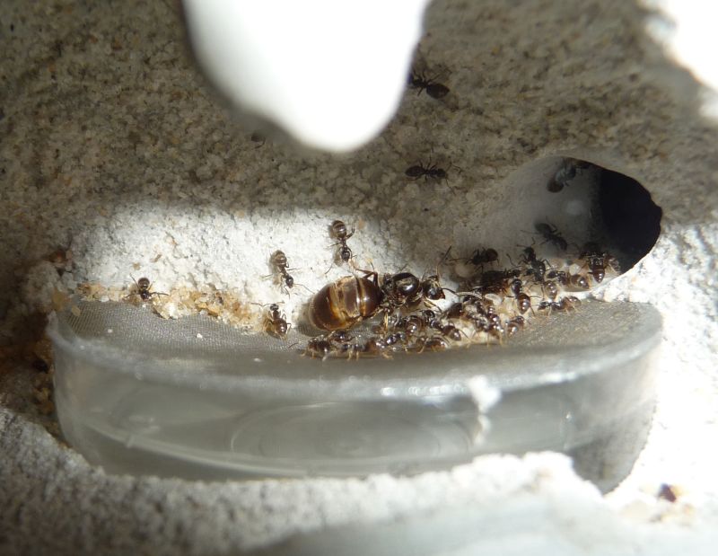 0104-Lasius.jpg