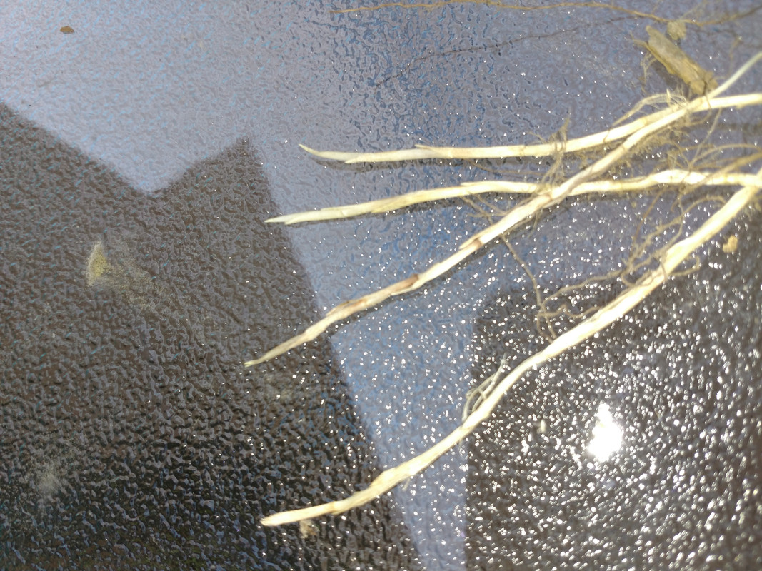 IMG_20180602_154256734