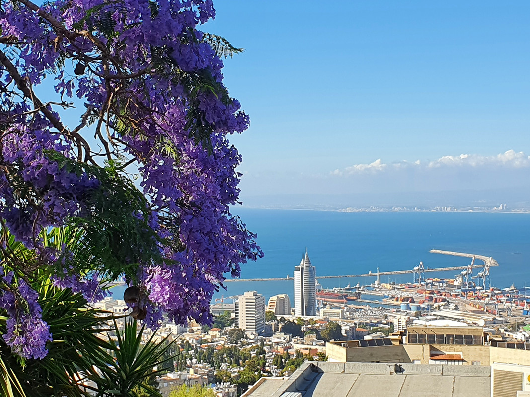 Цветущая жакаранда в Хайфе. Вид на порт