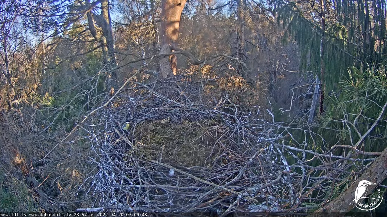 Melnais stārķis (Ciconia nigra) Siguldas novadā - LDF tiešraide 7-36-24 screenshot