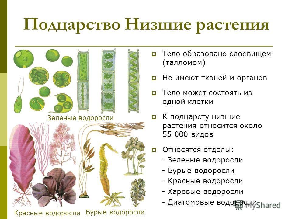 Что такое мясистые растения виды и особенности выращивания