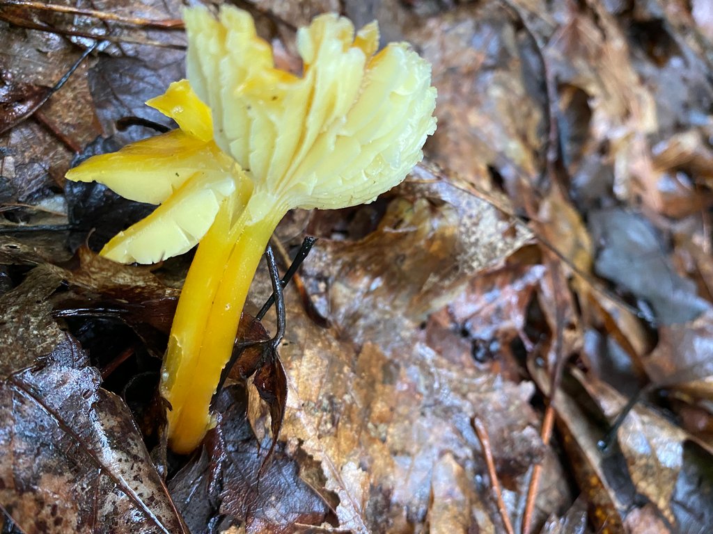Spring Edible mushroom thread, share you mushroom pictures - Spring ...