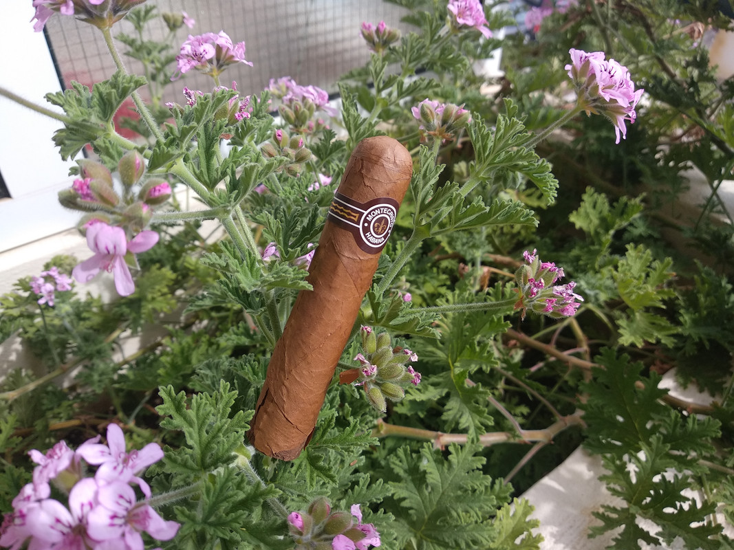 monte petit edmundo 1
