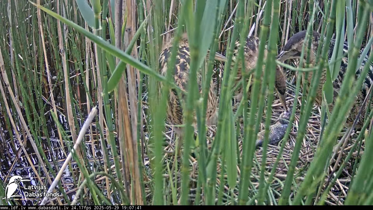 LDF Lielais dumpis (Botaurus stellaris) Zemītes pagastā 18-54-6 screenshot (1)
