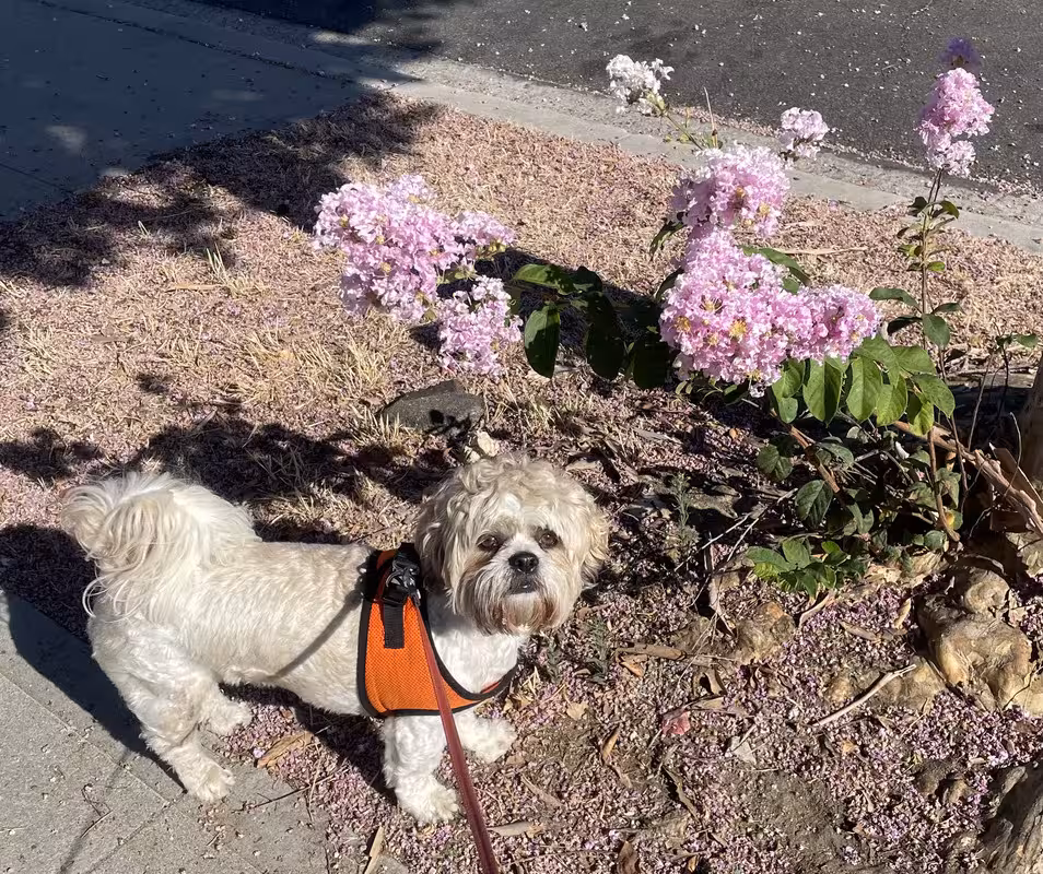 1AADE2F6-F49F-44A8-87BD-8D408E252514_1_201_a