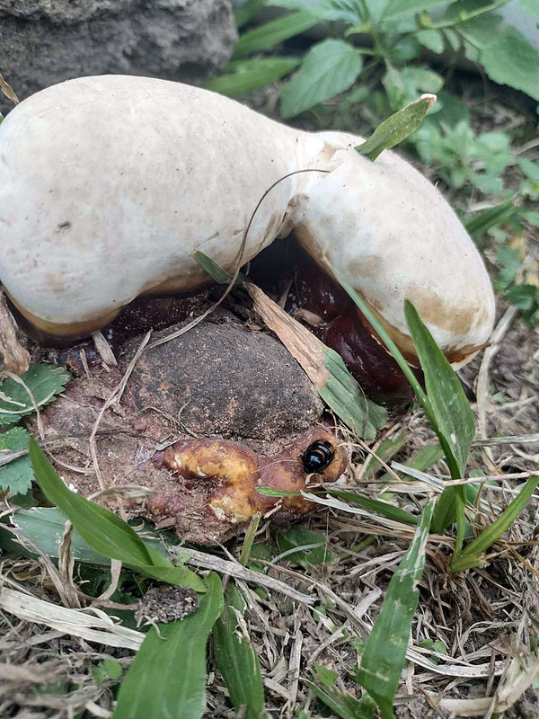 This week's mushrooms were found in the city [Esp/Eng].