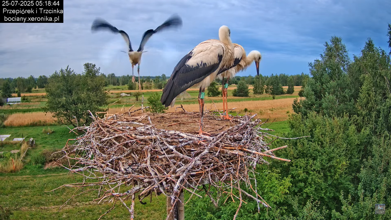 25072025bociany7