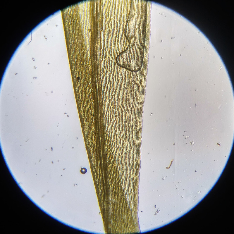 IMG 20250614 112818 HDR