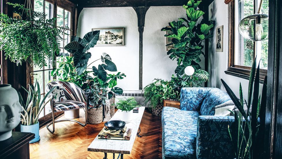 Indoor Plants