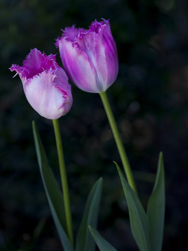 [Image: Tulip-5mm.jpg]