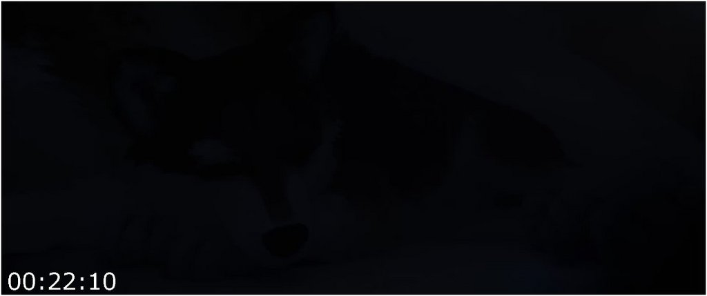 White-Fang-2018-1080p-NF-WEB-DL-x265-HEVC-10bit-EAC3-5-1-t3nzin.jpg