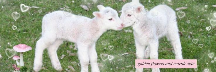 lamb