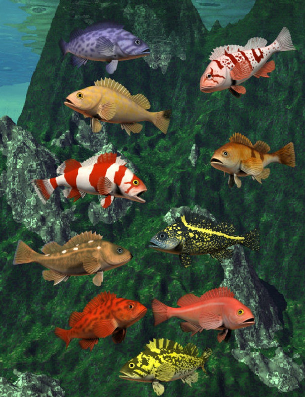 pacific rockfish collection large