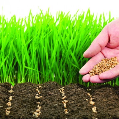 Семена овощей и цветов: виды, особенности и правила хранения