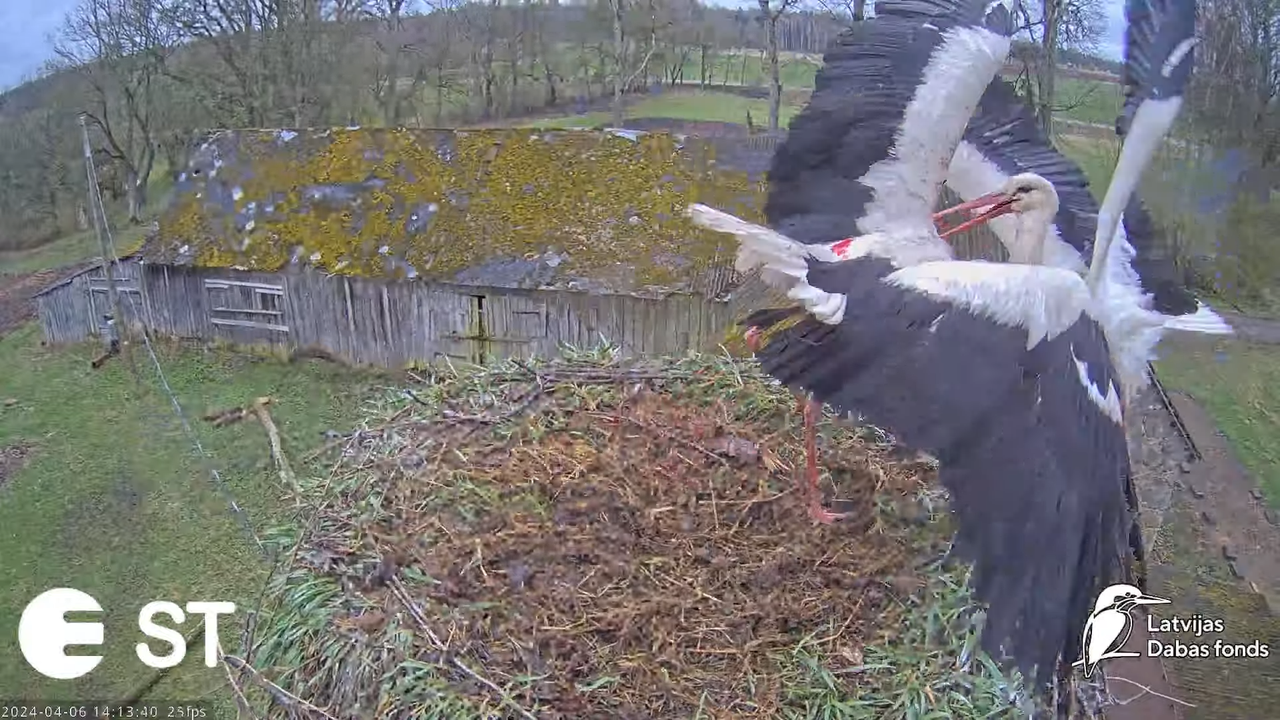 Baltie stārķi (Ciconia ciconia) Tukuma novadā - LDF tiešraide __ White storks in Tukums, Latvia 17-1