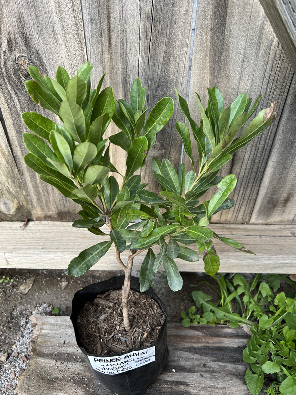 4FCAB030-C1CE-4AC0-97E0-605CD06AF535