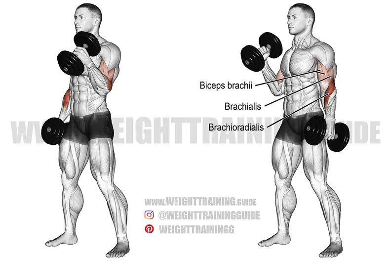 Dumbbell Hammer Curl