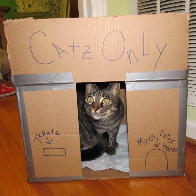 cat-forts13.jpg