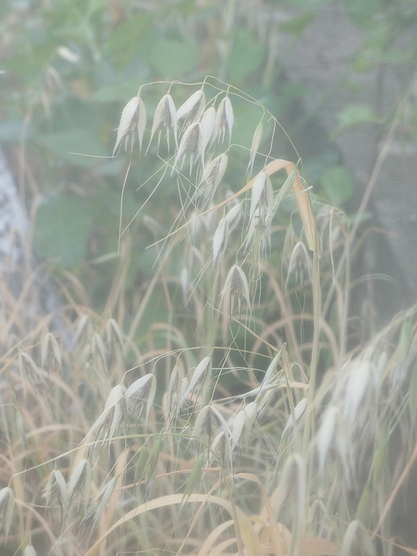 P1030898-0... (1024)