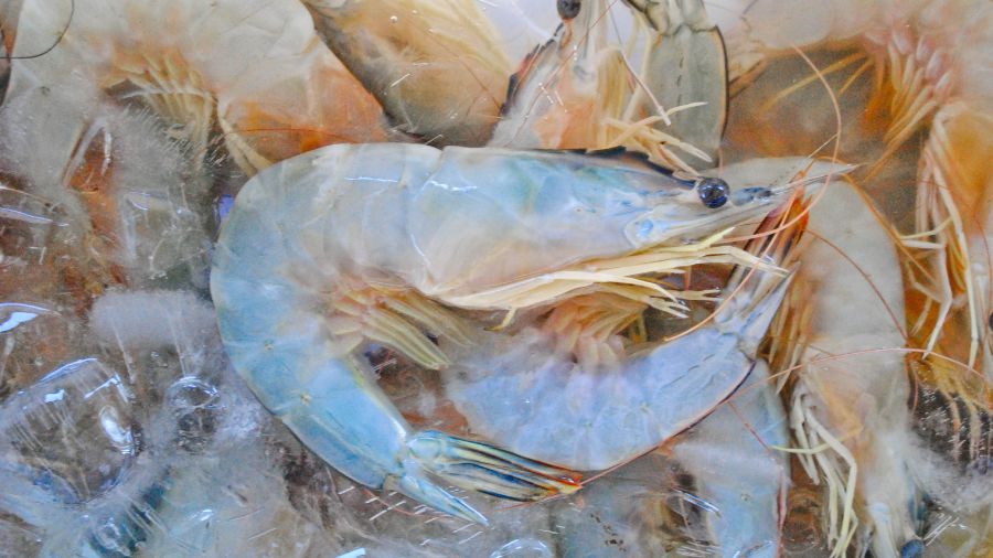 udang segar atau tidak (4)